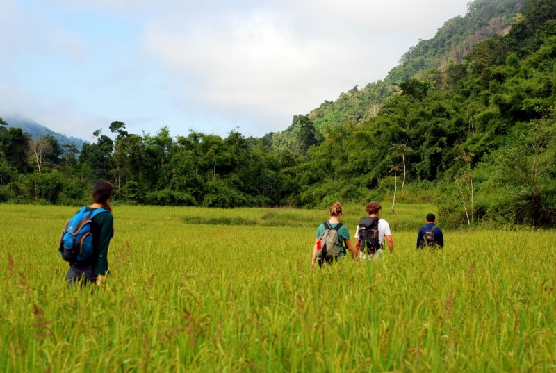Rice fields as far as the eye can see in Luang Namtha