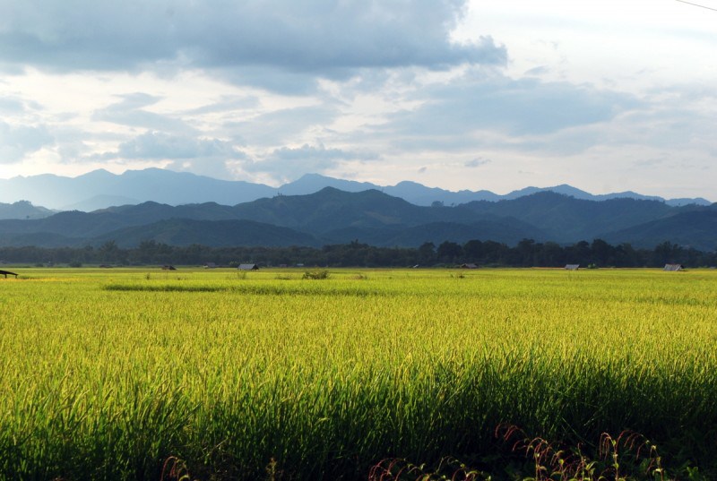 Laos: Rice fields as far as the eye can see in Luang Namtha Rice fields as far as the eye can see in Luang Namtha