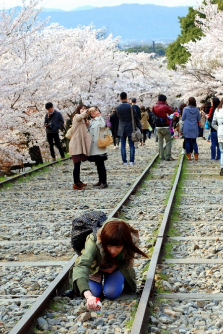 Cherry Blossoms in Keage, Kyoto