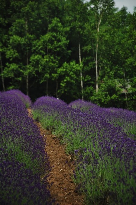 Lavender in Furano, at Farm Tomita (photo by Patrick Colgan, 2011)