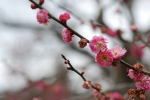 Japan, plum blossoms in Mito